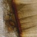 Marna Clarke _Madrone #53_photograph_26x20