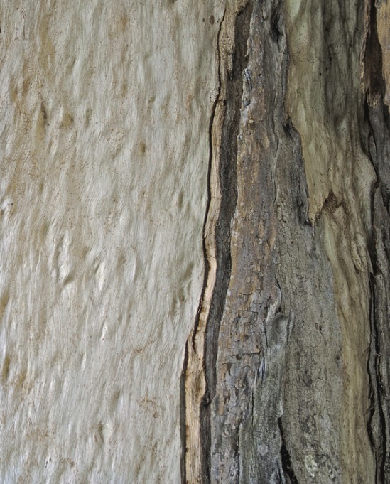 Marna Clarke_Eucalyptus #622_photograph_16x20