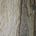 Marna Clarke_Eucalyptus #622_photograph_16x20