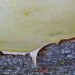 Marna_Clarke_Madrone #171_photograph_25x18