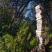 Tim Graveson, Fern View, archival print thumbnail