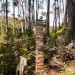 Tim Graveson, Pineview, archival print thumbnail