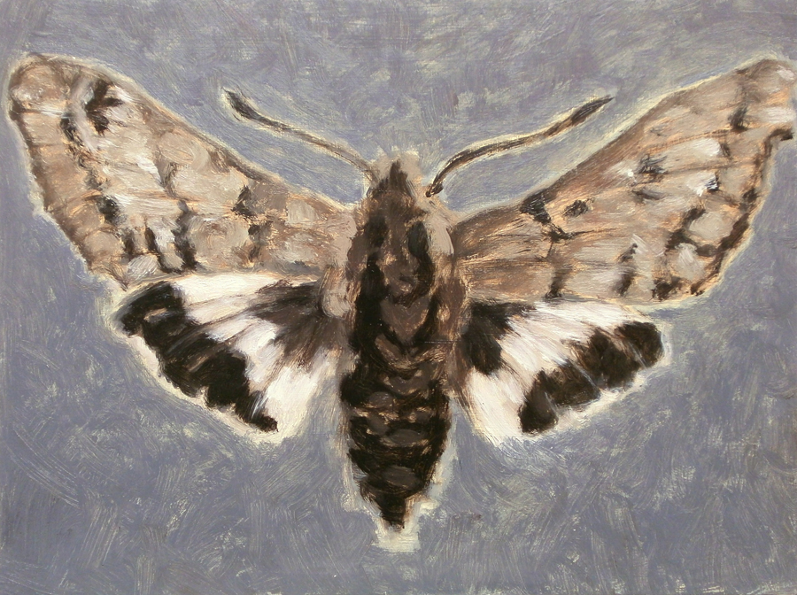 Patti Trimble, Sphinx Moth, oil on canvas, 9" x 12"