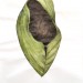 Zea Morvitz, Pod, graphite and watercolor, 35 x 28 thumbnail