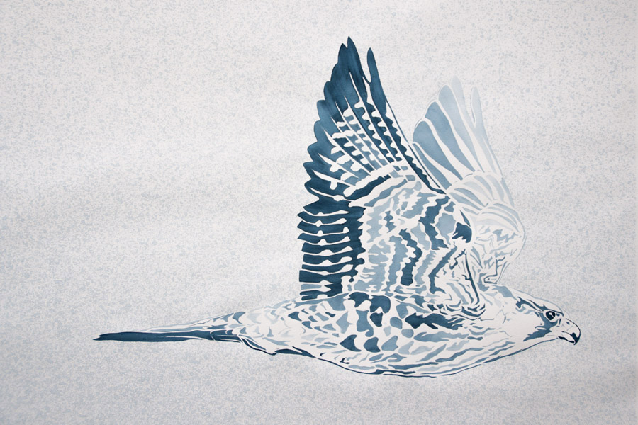 Xander Weaver, Arctic Peregrine Falcon,22x30-ins, watercolor-monoprint stencil