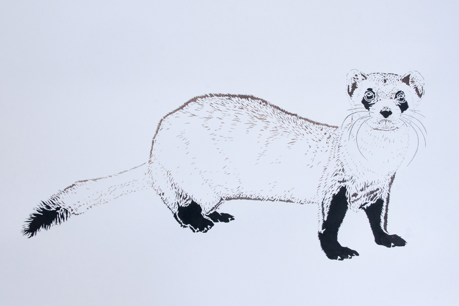Xander Weaver, Black Footed Ferret, 22x30-ins, watercolor-monoprint stencil
