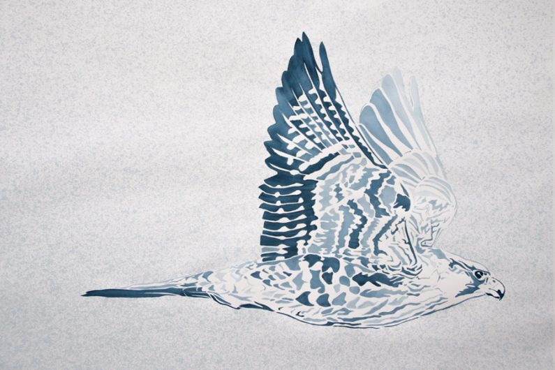Xander Weaver-Scull, Peregrine Falcon, watercolor, monoprint, stencil