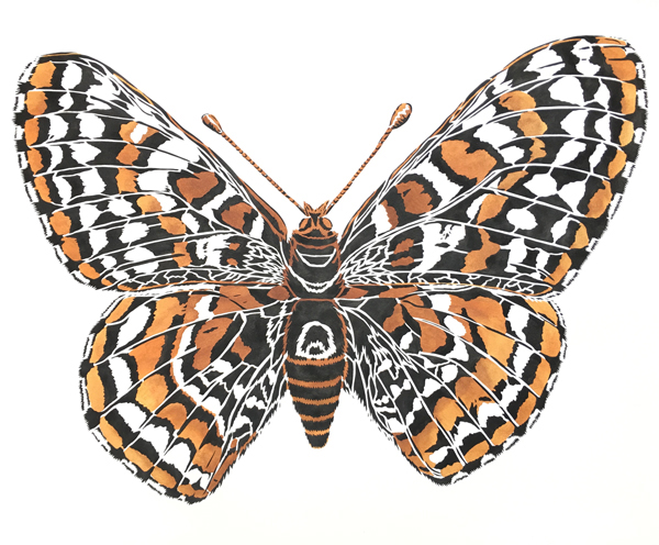 Bay Checkerspot Butterfly