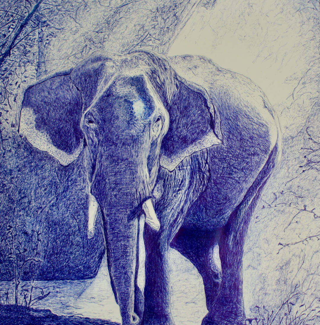 e a zappa - Elephant - blue pen - 21in x 24in