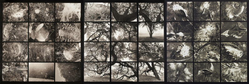 Robin Dintiman - Indrias Web Annadel Oaks Pods of Life, Wet and Foggy Morning - Palladium - 44 x 132in