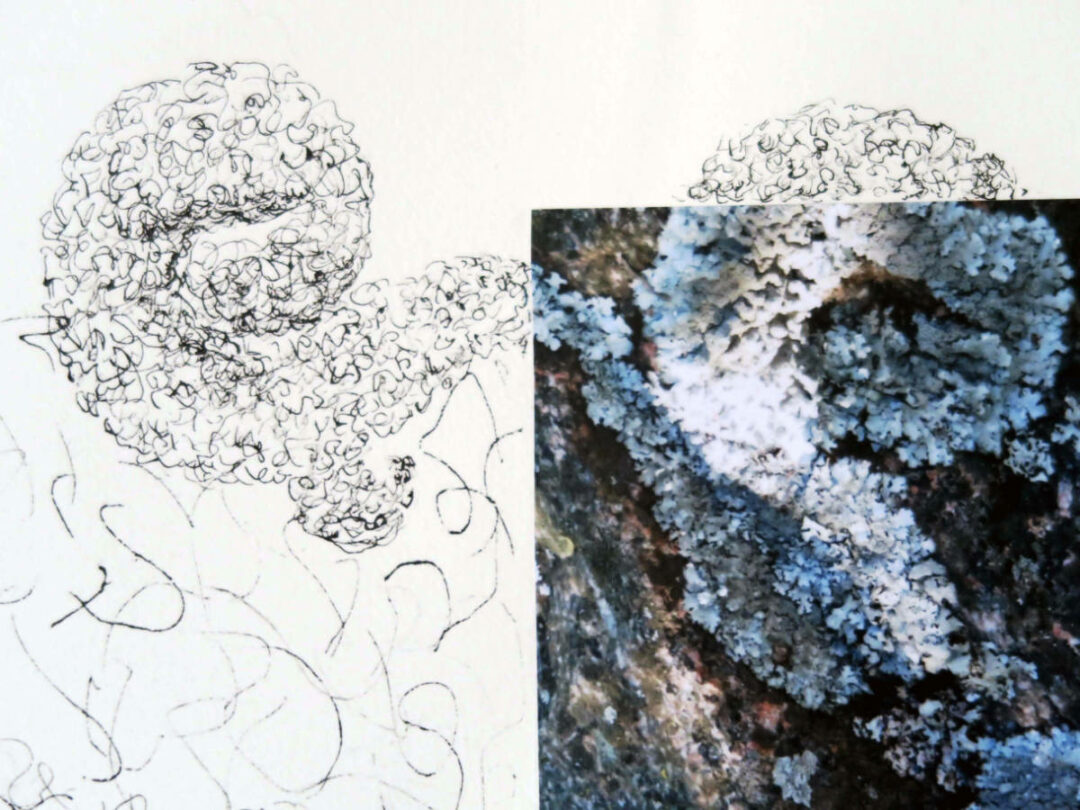 Anitta Toivio and Dotti Cichon - Lichen Lace detail - Photo and Ink Drawing on Paper - 22in x 31in