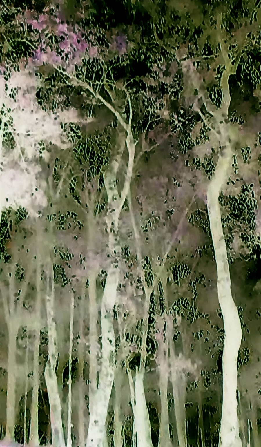 Dotti Cichon - Ghost Forest - Photo On Fabric - 72in x 42in