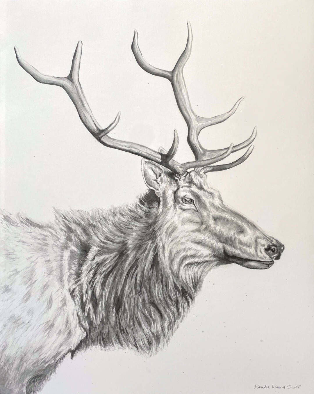 Xander Weaver-Scull - Tule Elk 1 - Ink Painting - 22in x 28in