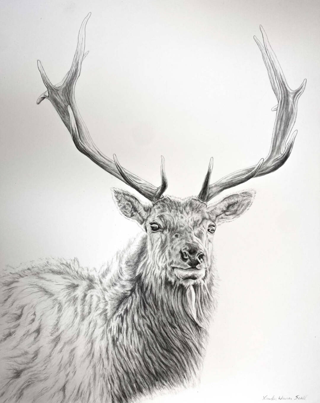 Xander Weaver-Scull - Tule Elk 2 - Ink Painting - 22in x 28in