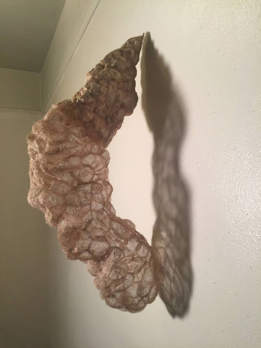 Dale Eastman - Shedding All That - moth cocoons, wire - 35in x 14in x 9in