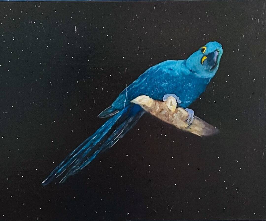 EA Zappa - Hyacinth Macaw - oil on canvas board - 11in x 14in