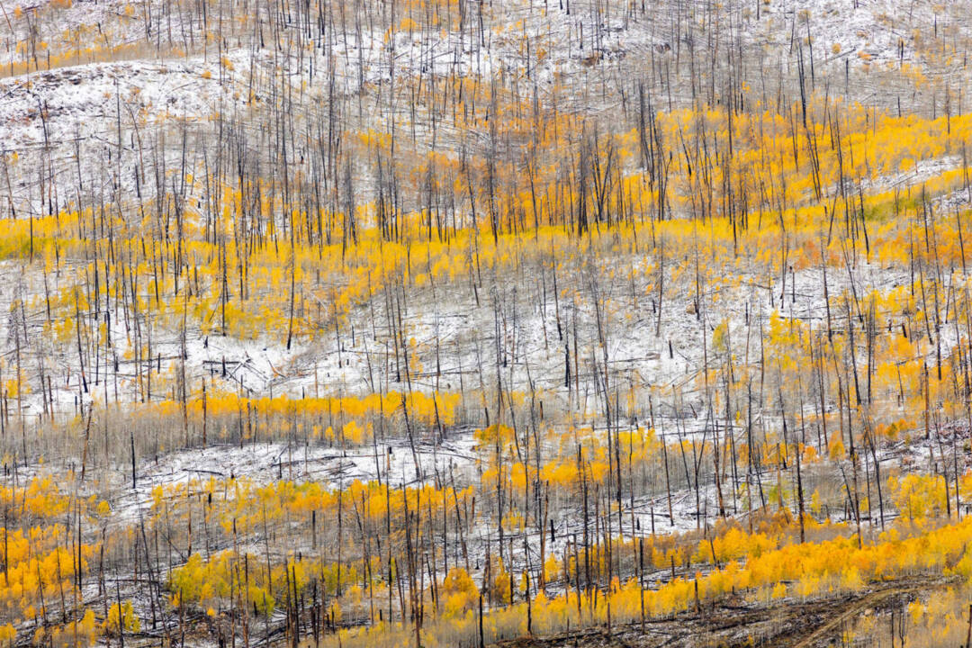 GRO Juried Exhibition 2026 - Gardner